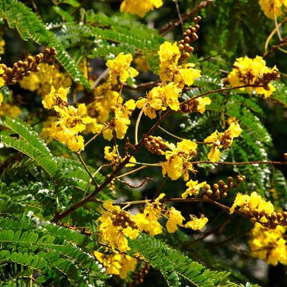  Peltophorum Pterocarpum Copperpod Plant