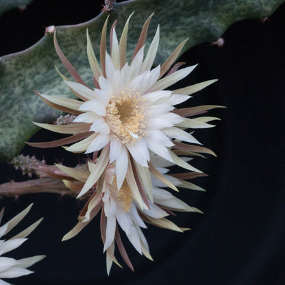  Peniocereus Maculatus Cactus Plant