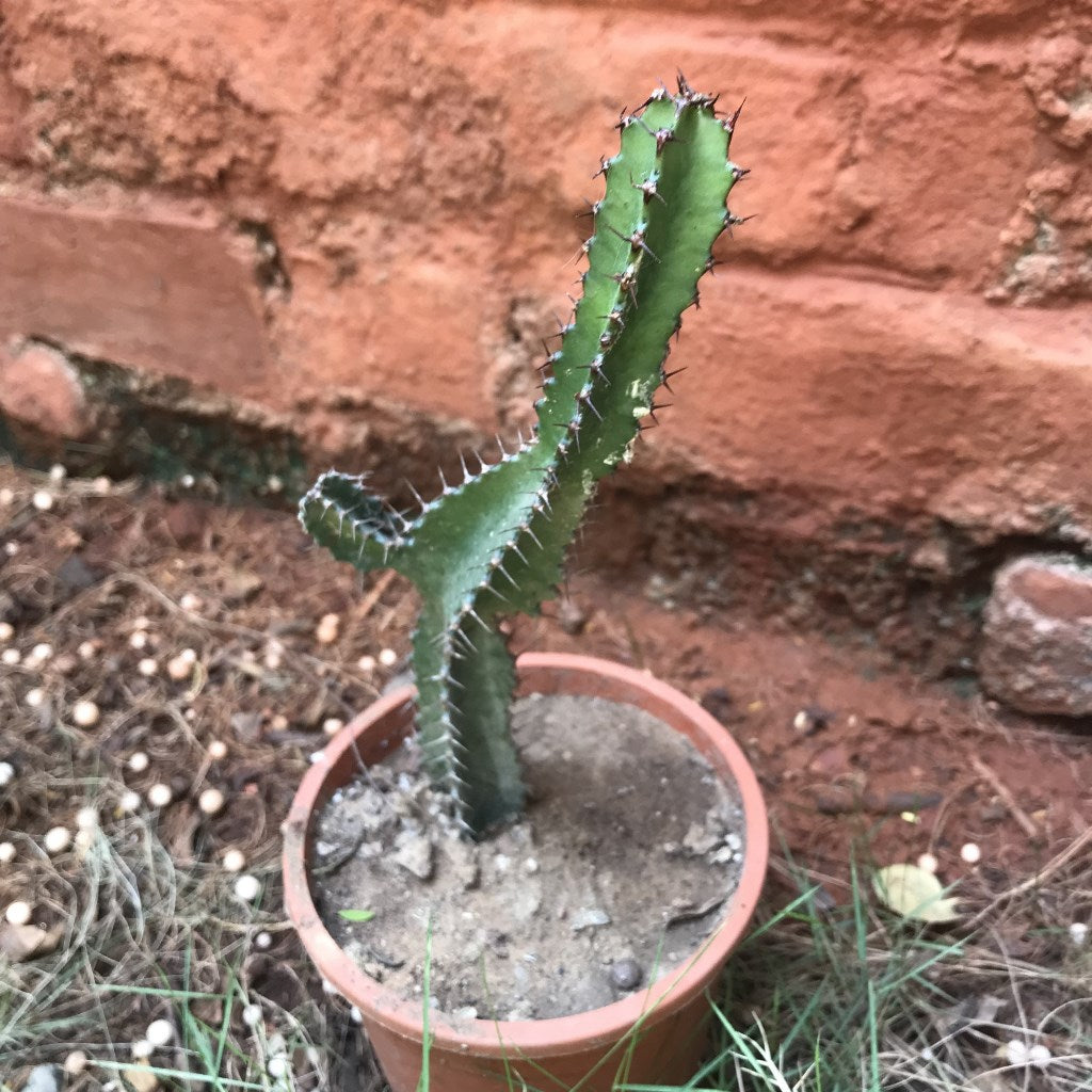 Peniocereus Maculatus Cactus Plant