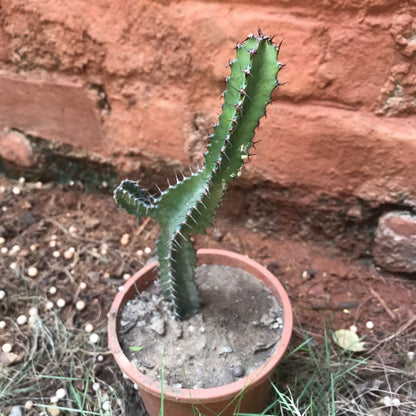  Peniocereus Maculatus Cactus Plant