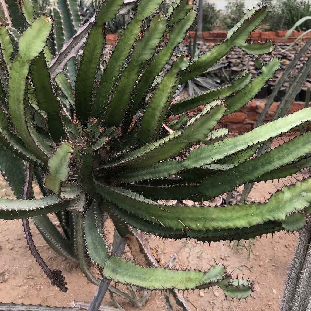  Peniocereus Maculatus Cactus Plant