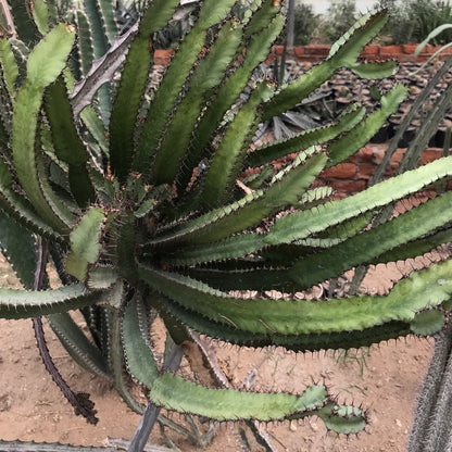  Peniocereus Maculatus Cactus Plant