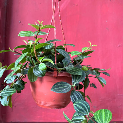  Peperomia 'Angulata' Succulent Plant