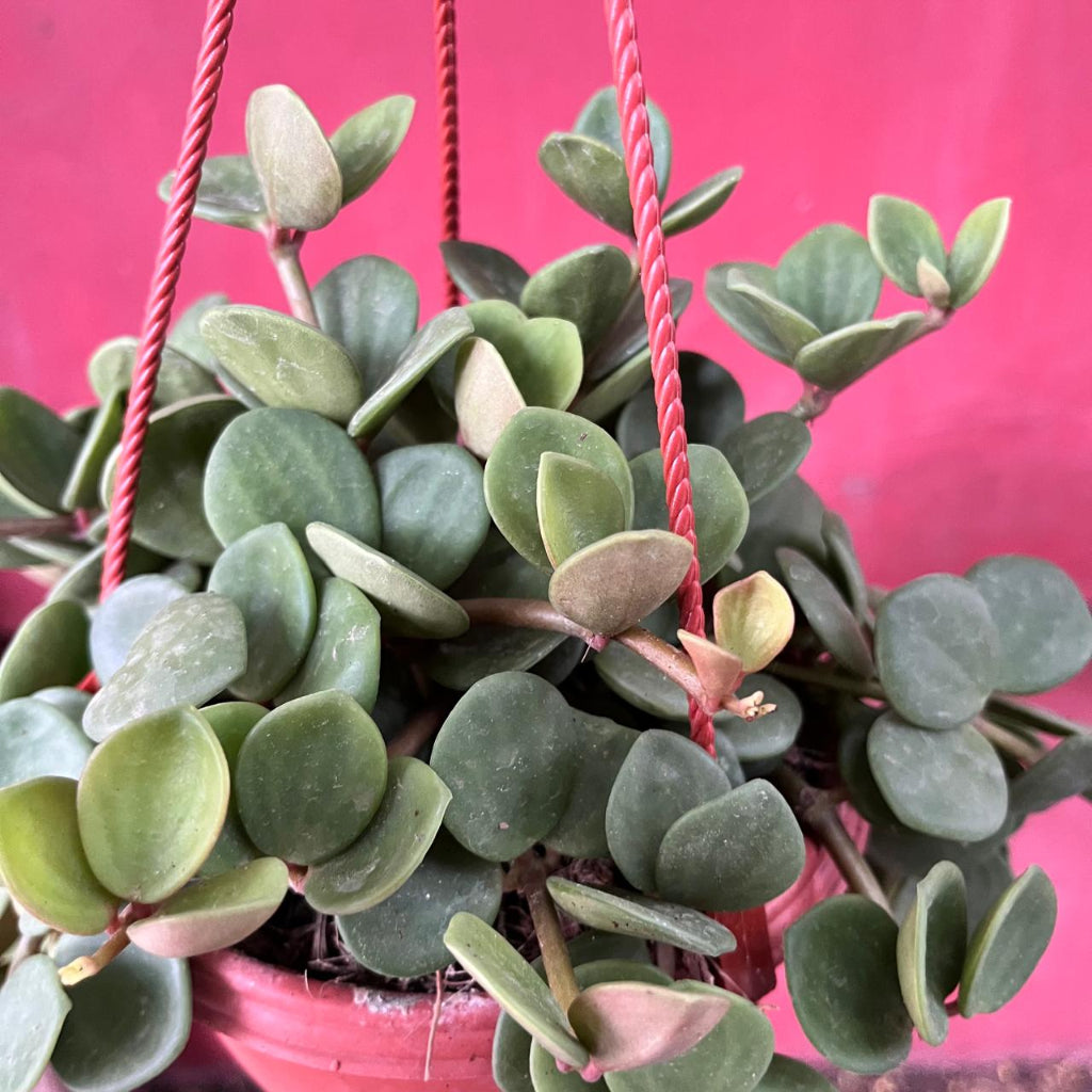  Peperomia Tetraphylla ‘Hope’ Succulent Plant
