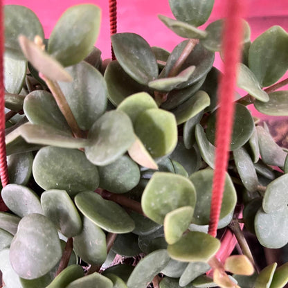 Peperomia Tetraphylla ‘Hope’ Succulent Plant