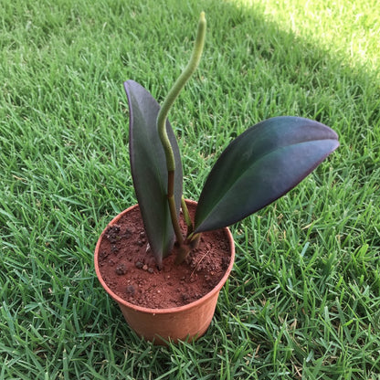  Peperomia Claviformis Succulent Plant