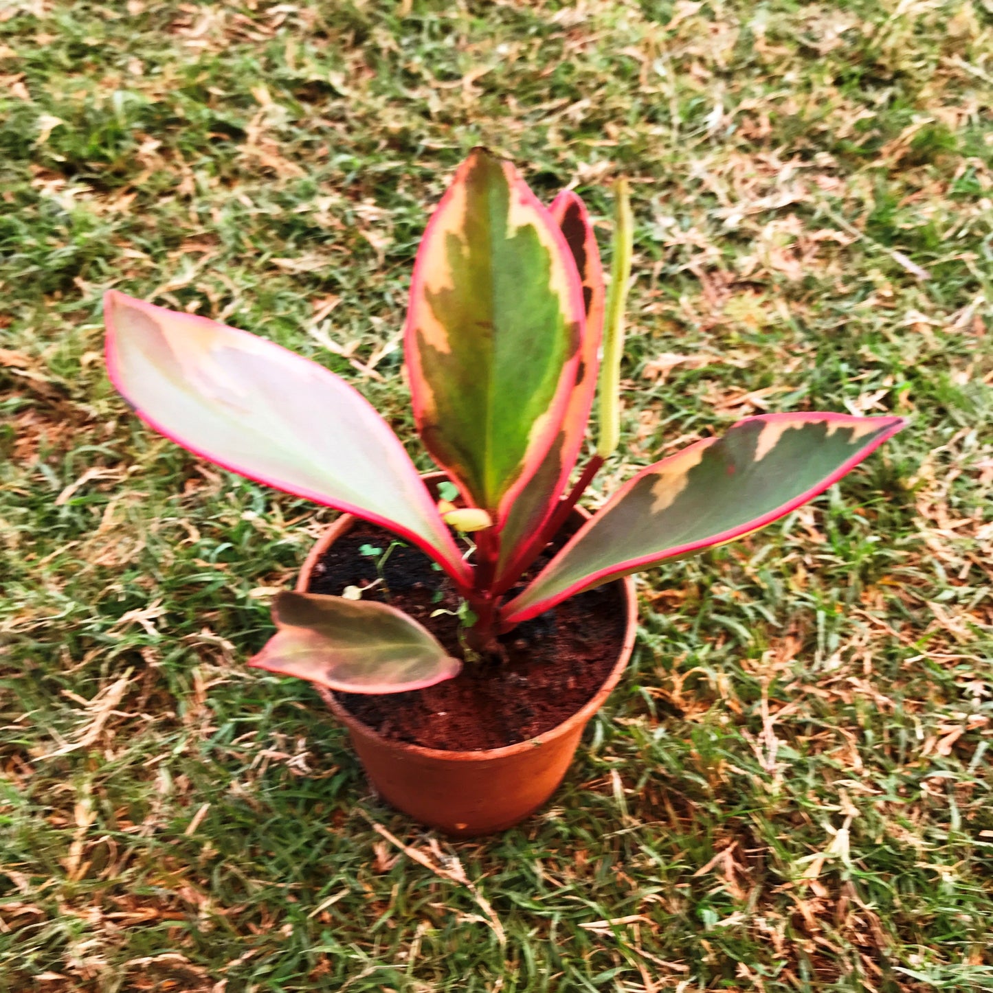  Peperomia Clusiifolia Tricolour Succulent Plant