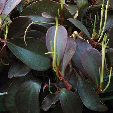  Peperomia Claviformis Succulent Plant