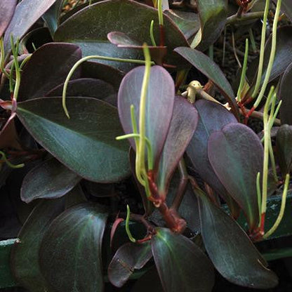  Peperomia Claviformis Succulent Plant