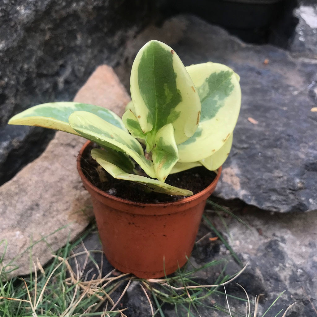  Peperomia Oblusifolia Variegata Succulent Plant