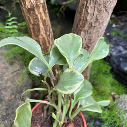  Peperomia Obtusifolia ‘Gold’ Succulent Plant