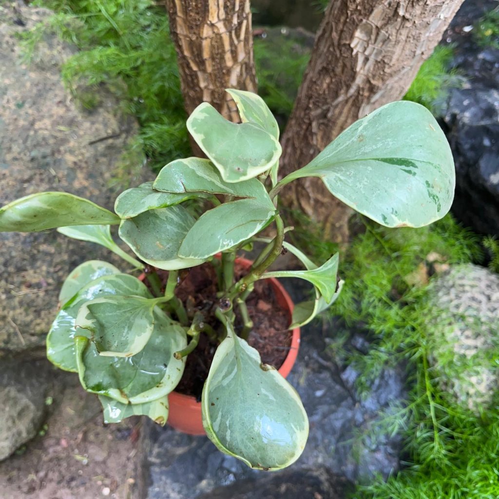  Peperomia Obtusifolia ‘Gold’ Succulent Plant