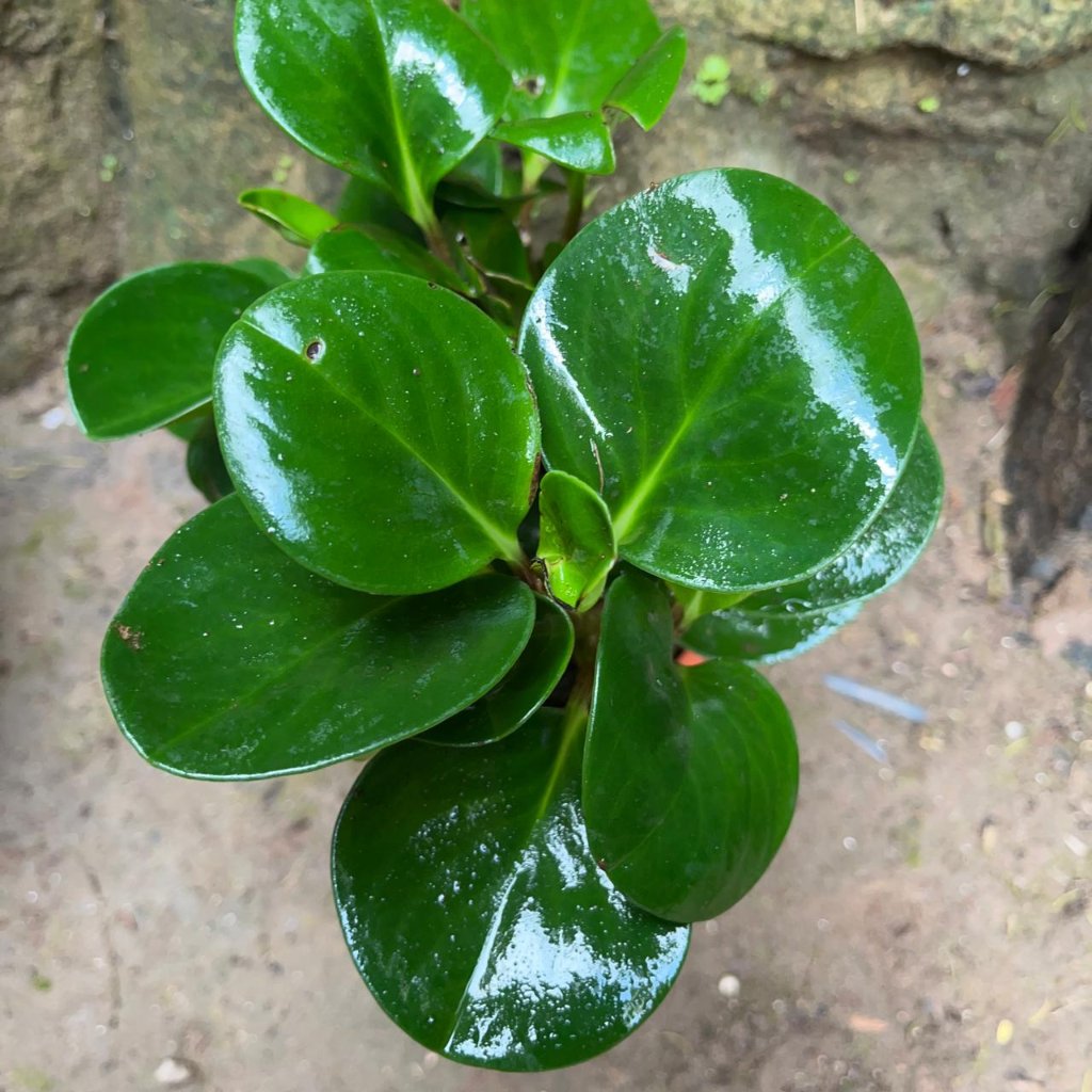  Peperomia Obtusifolia Green Succulent Plant