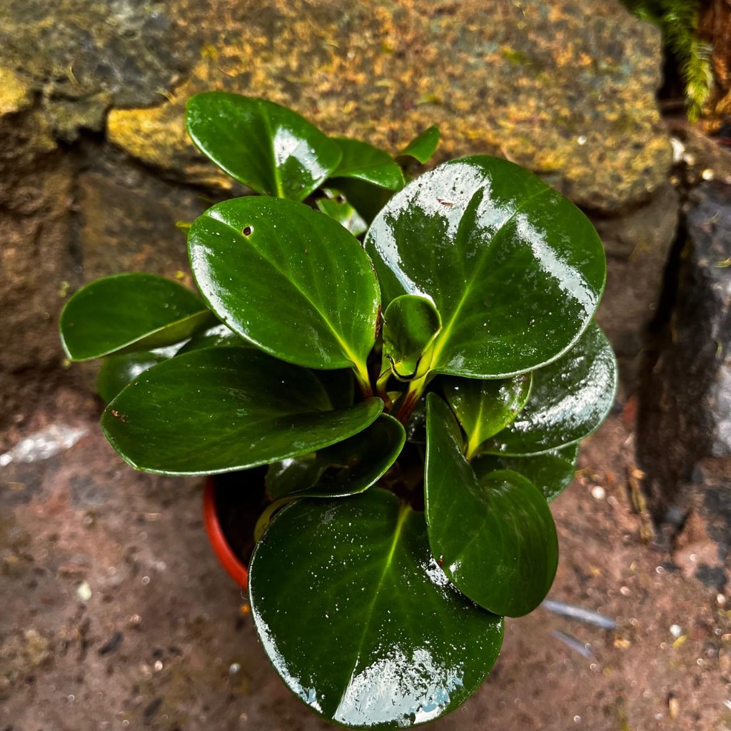  Peperomia Obtusifolia Green Succulent Plant