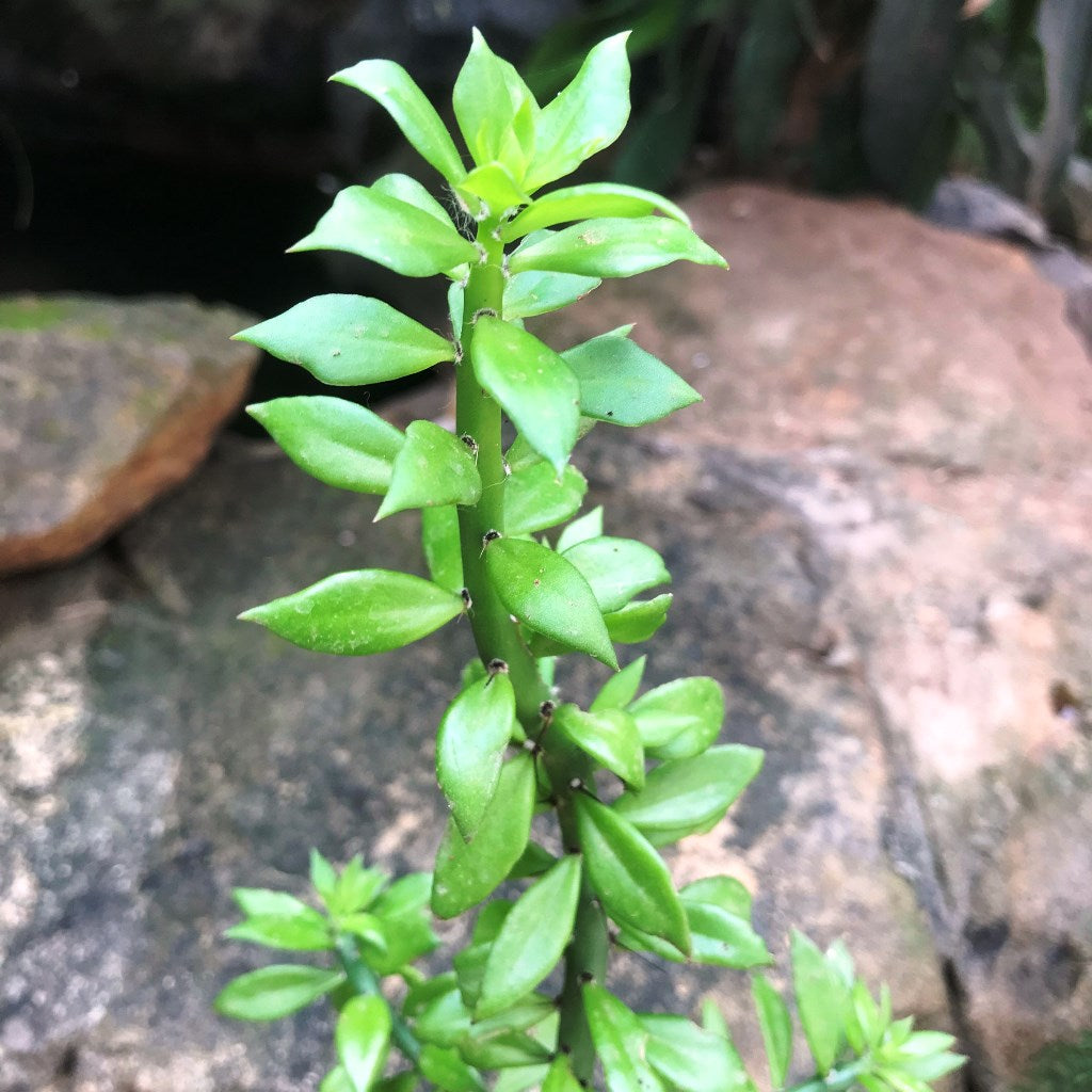  Pereskiopsis Velutina Cactus Plant