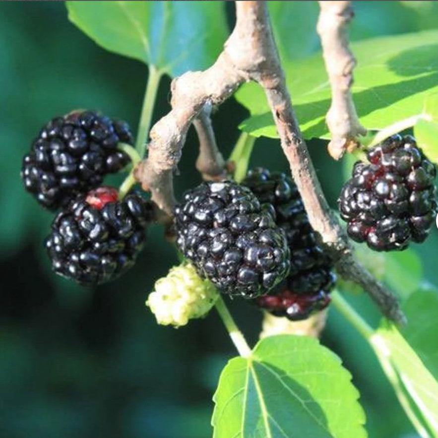  Persian Black Mulberry Plant