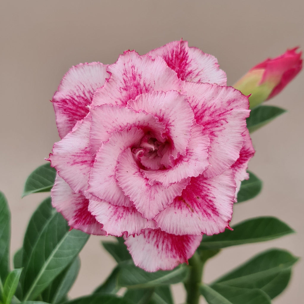  Petal Whisper Adenium Plant