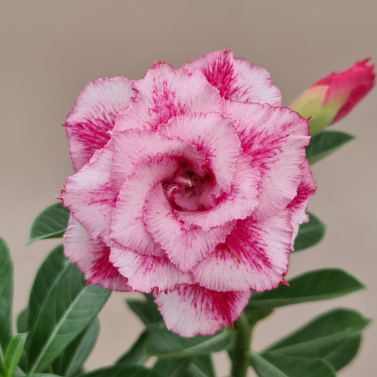  Petal Whisper Adenium Plant