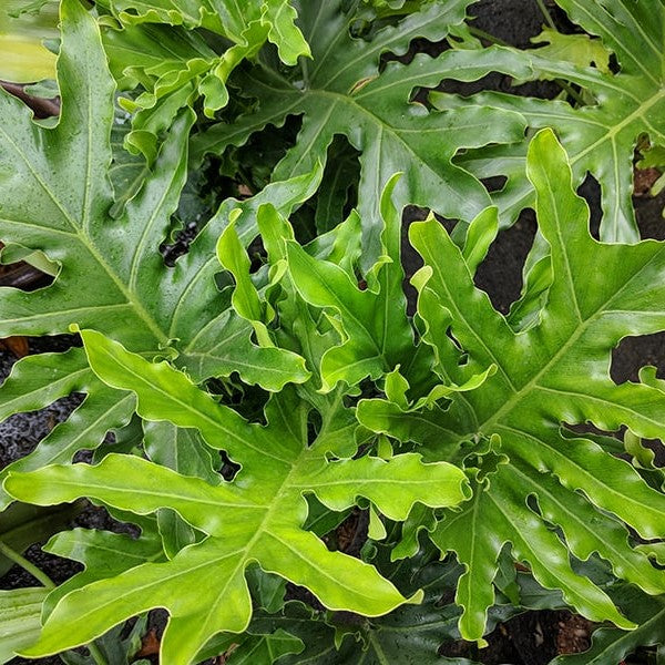  Philodendron Selloum Green Plant