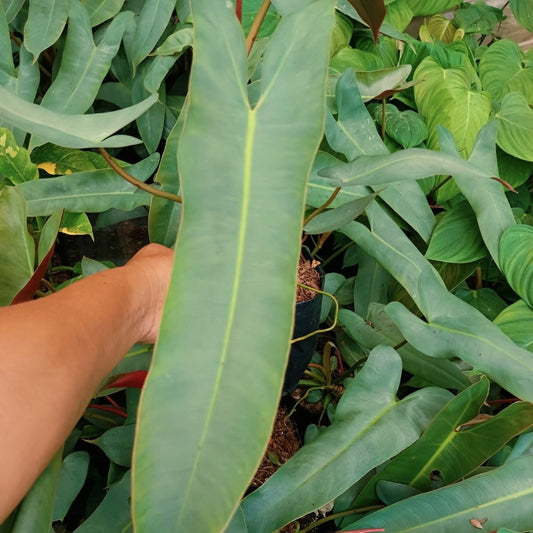  Philodendron Atabapoense Plant