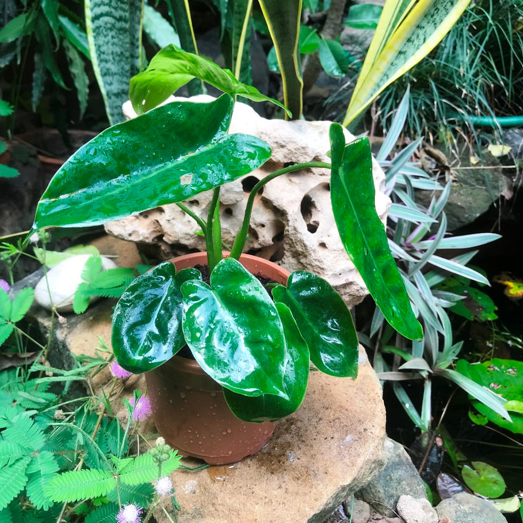  Philodendron Kerala Hybrid Plant