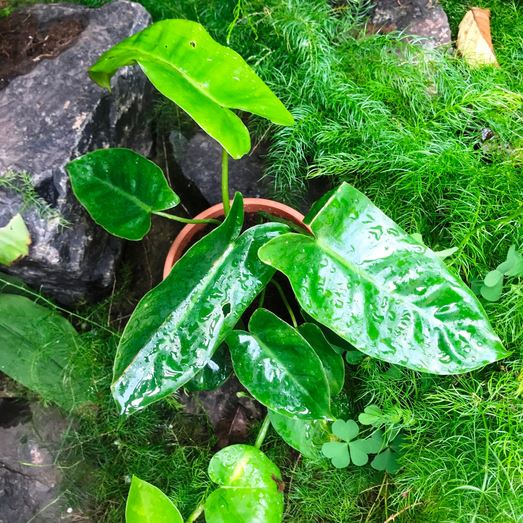  Philodendron Kerala Hybrid Plant