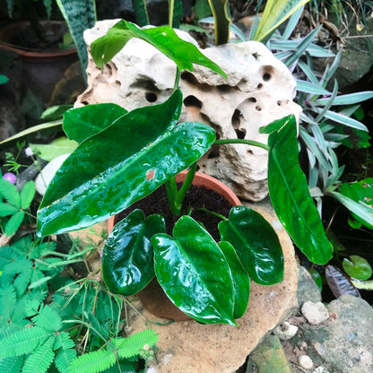  Philodendron Kerala Hybrid Plant