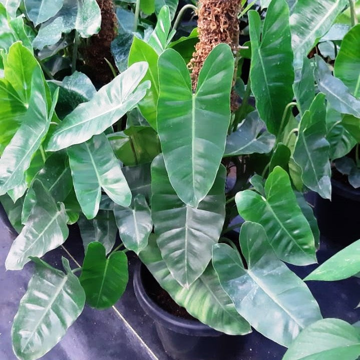 Philodendron Kerala Hybrid Plant