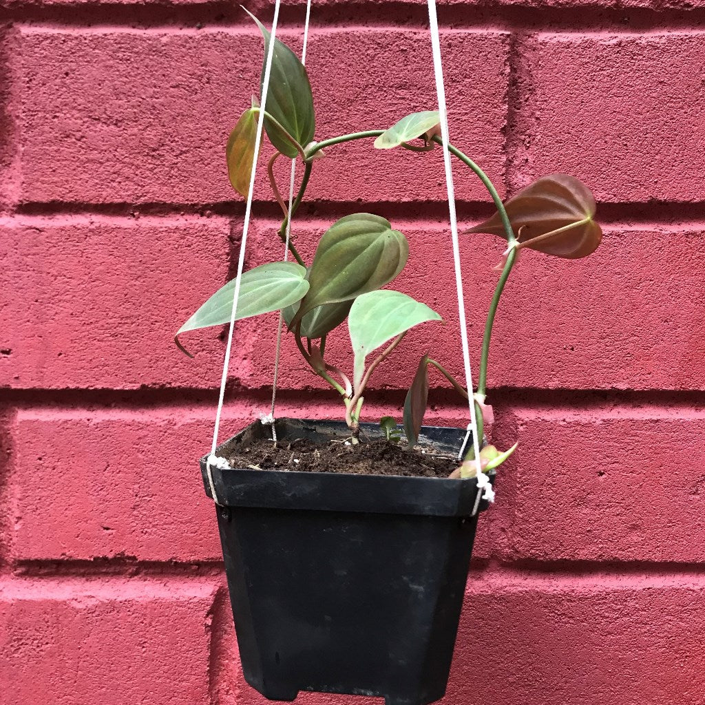  Philodendron Micans Plant