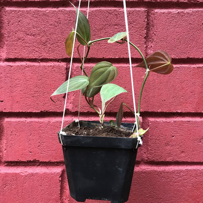  Philodendron Micans Plant
