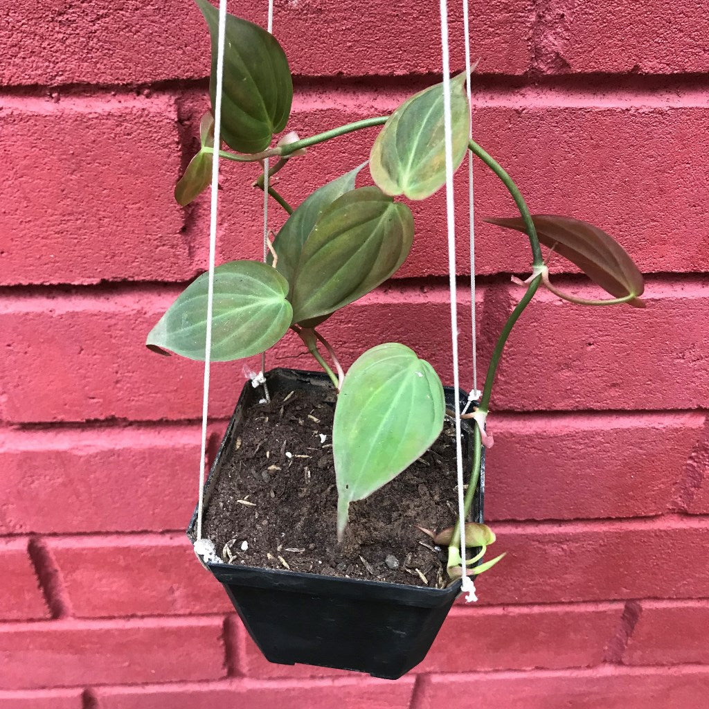  Philodendron Micans Plant