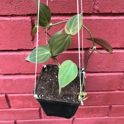  Philodendron Micans Plant