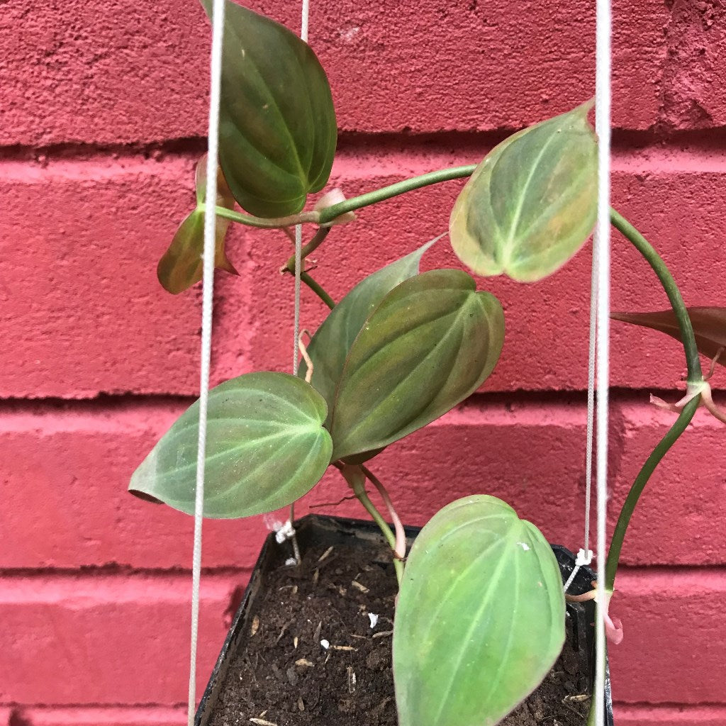  Philodendron Micans Plant