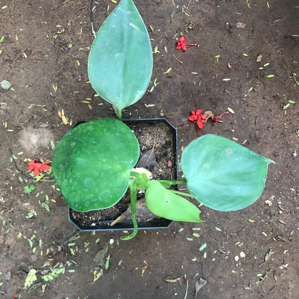  Philodendron Microstrictum Plant
