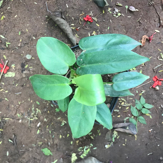  Philodendron Panduriforme Plant