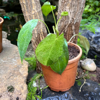  Philodendron Paraiso Verde Plant