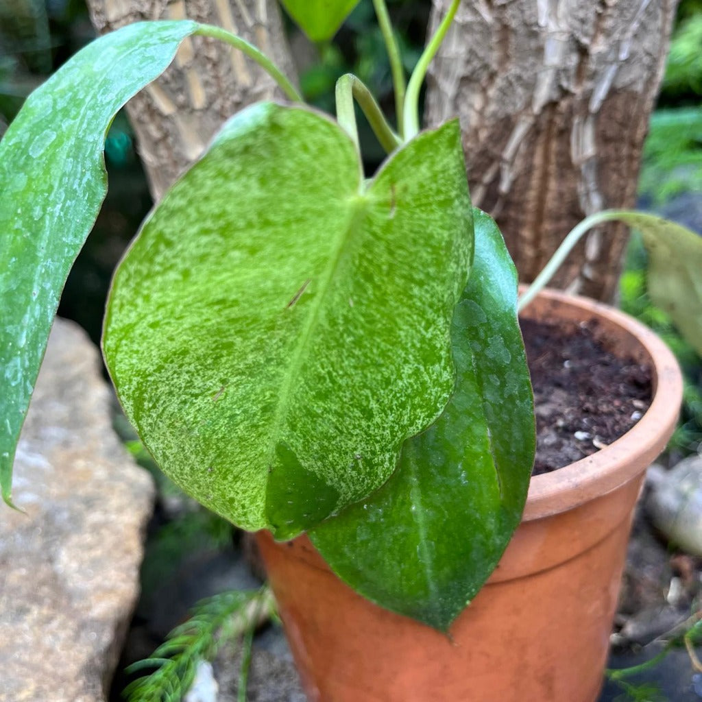 Philodendron Paraiso Verde Plant