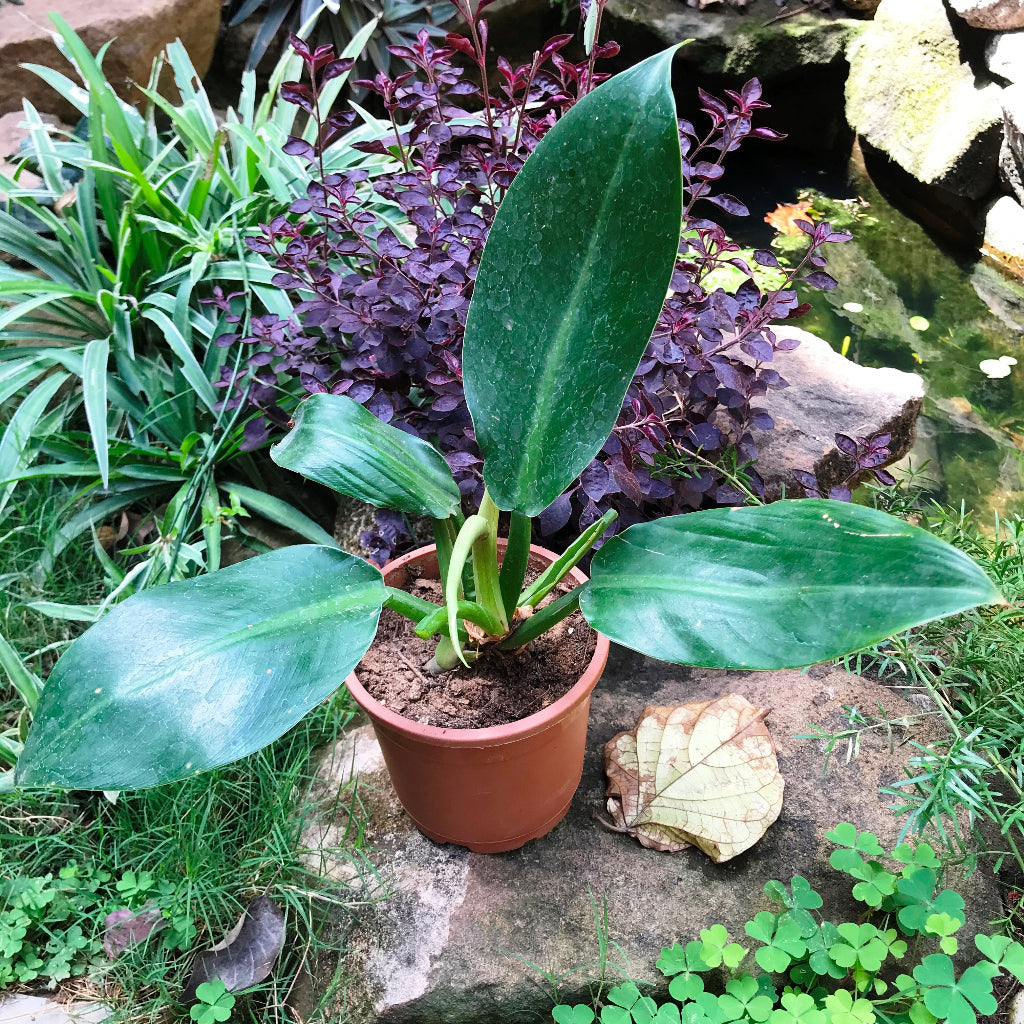  Philodendron Red Emerald Plant