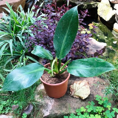  Philodendron Red Emerald Plant