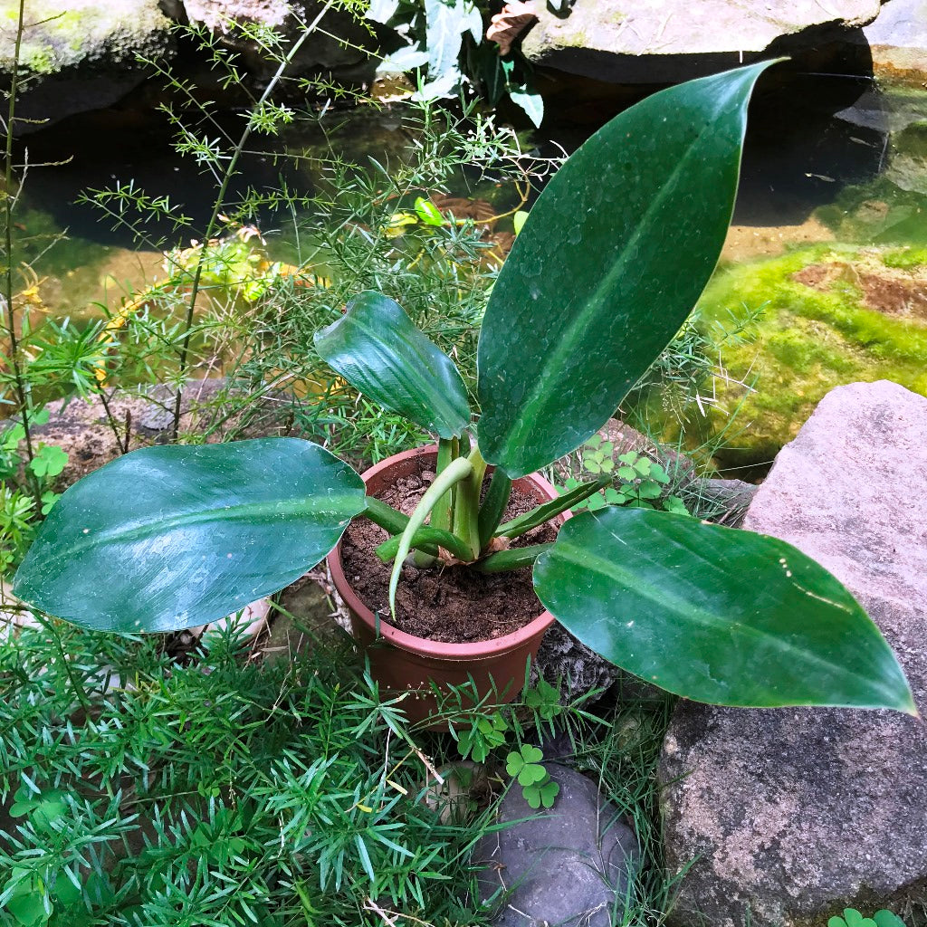  Philodendron Red Emerald Plant