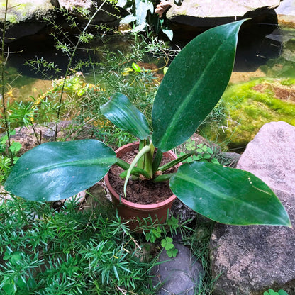  Philodendron Red Emerald Plant