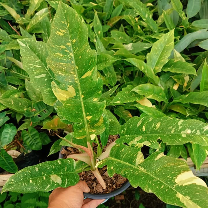  Philodendron Ring Of Fire Variegated Plant