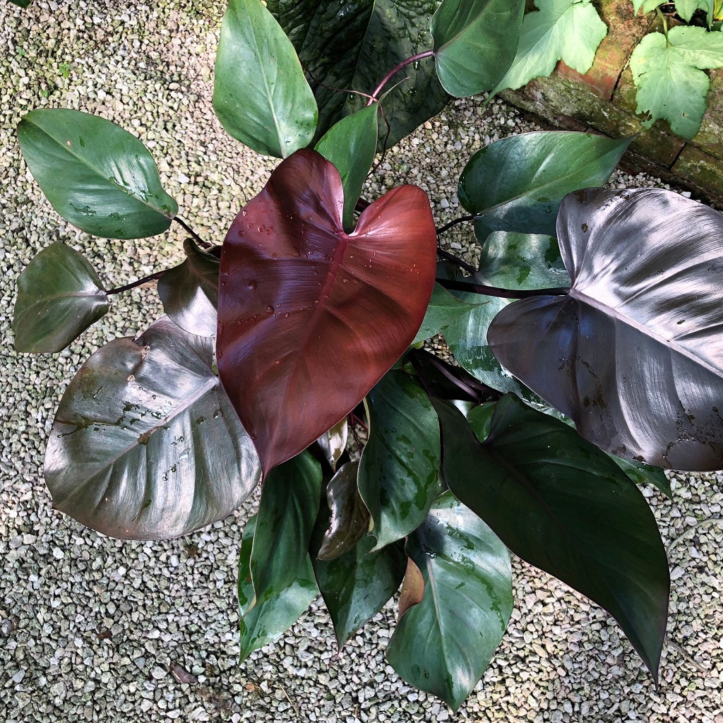  Philodendron Royal Queen Plant