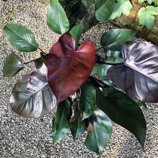 Philodendron Royal Queen Plant