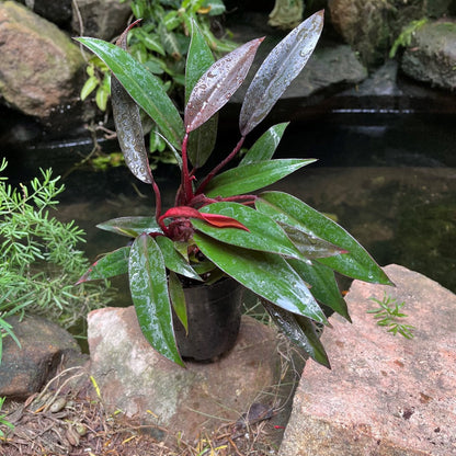  Philodendron Red Emerald Plant