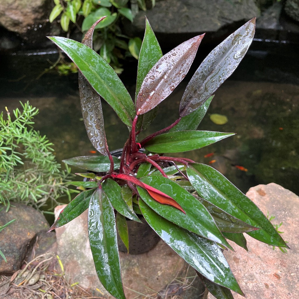  Philodendron Red Emerald Plant