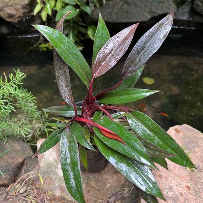  Philodendron Red Emerald Plant