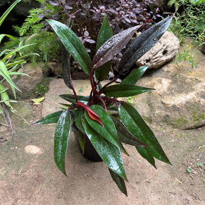  Philodendron Red Emerald Plant