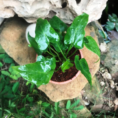  Philodendron Selloum Green Plant