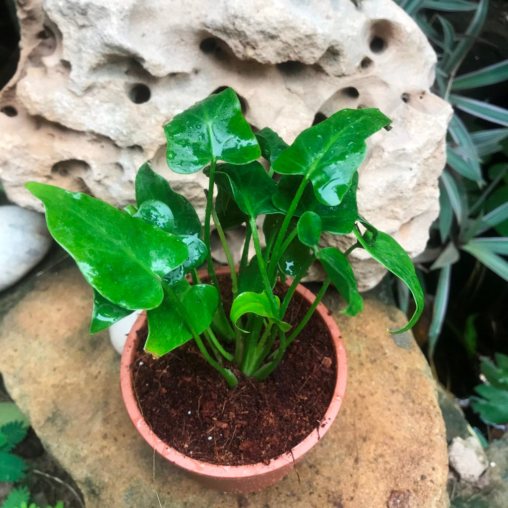  Philodendron Selloum Green Plant
